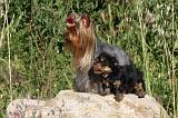 YORKSHIRE TERRIER 427